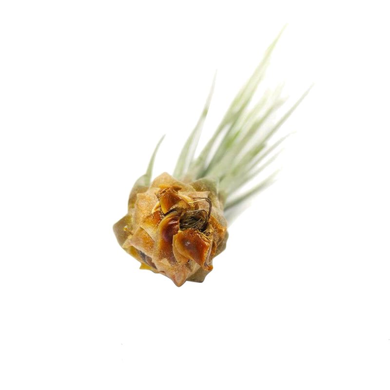 Juncea - Image 3