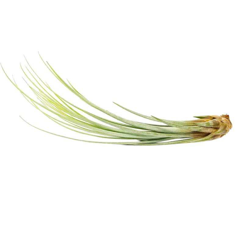 Juncea - Image 2