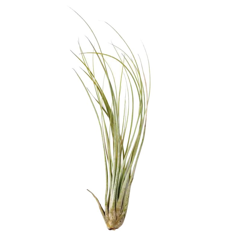 Juncea - Image 5