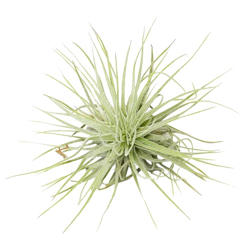 Ionantha Guatemala - Image 7