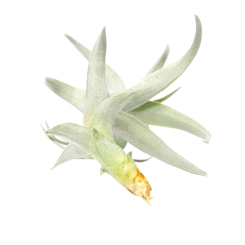 Tillandsia Nana - Image 3