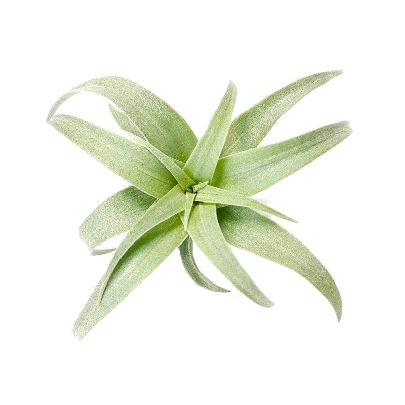 Tillandsia Nana - Image 4