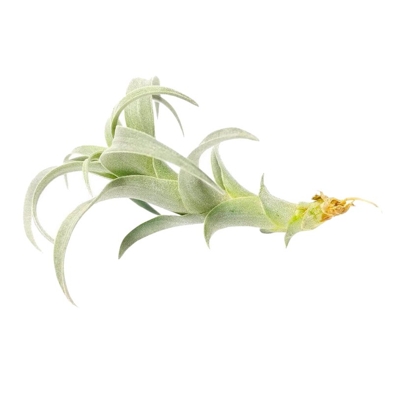 Tillandsia Nana - Image 2