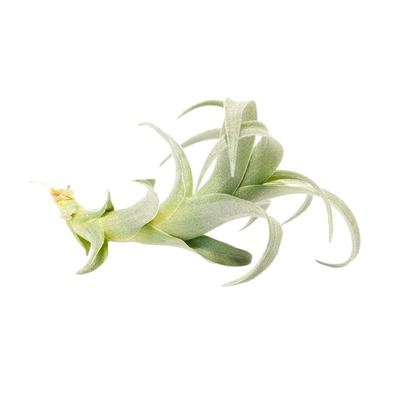 Tillandsia Nana - Image 5