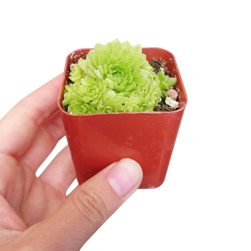 Rosularia Platyphylla - Image 5
