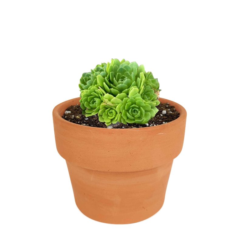 Rosularia Platyphylla - Image 4