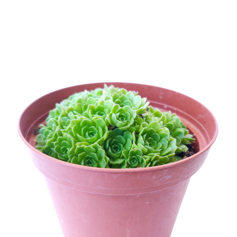 Rosularia Platyphylla - Image 7