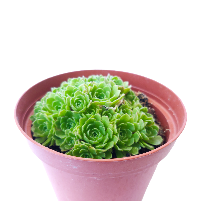 Rosularia Platyphylla - Image 3