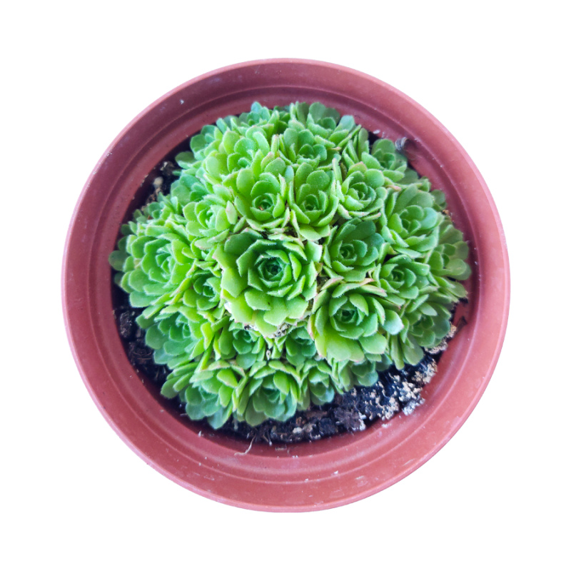 Rosularia Platyphylla - Image 8