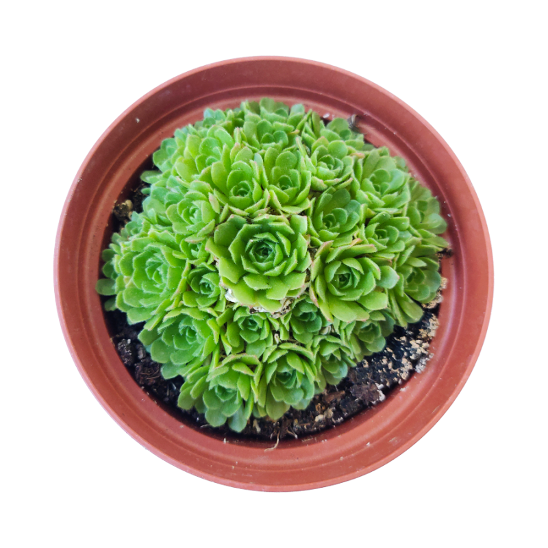 Rosularia Platyphylla - Image 2
