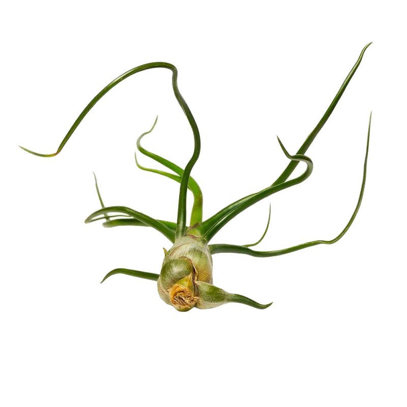 Tillandsia Bulbosa Belize - Image 4