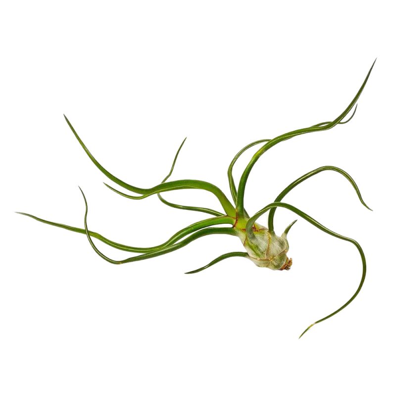 Tillandsia Bulbosa Belize - Image 5