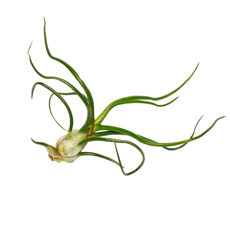 Tillandsia Bulbosa Belize - Image 3