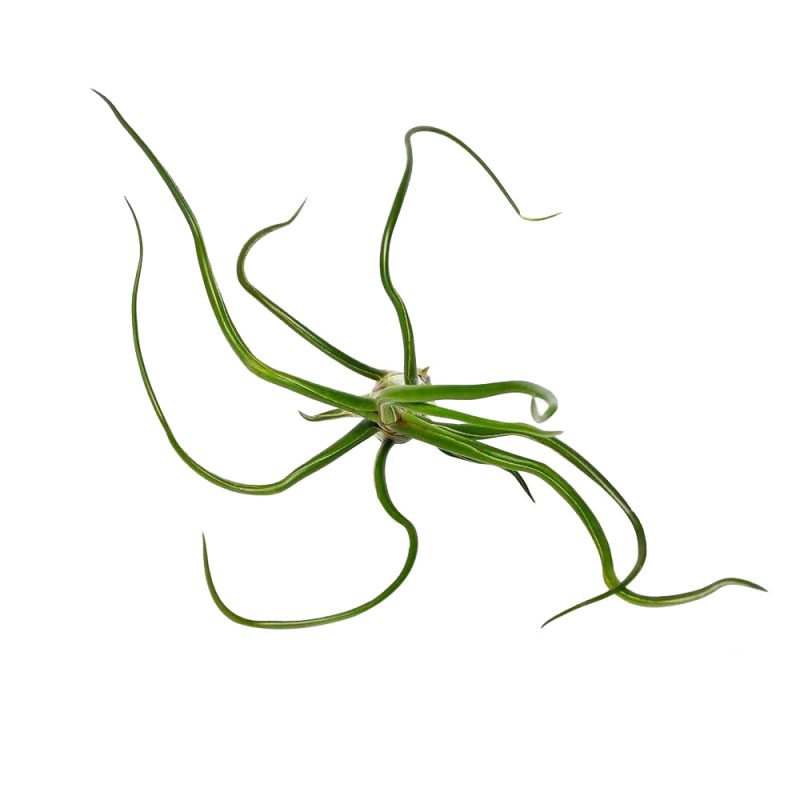 Tillandsia Bulbosa Belize - Image 9