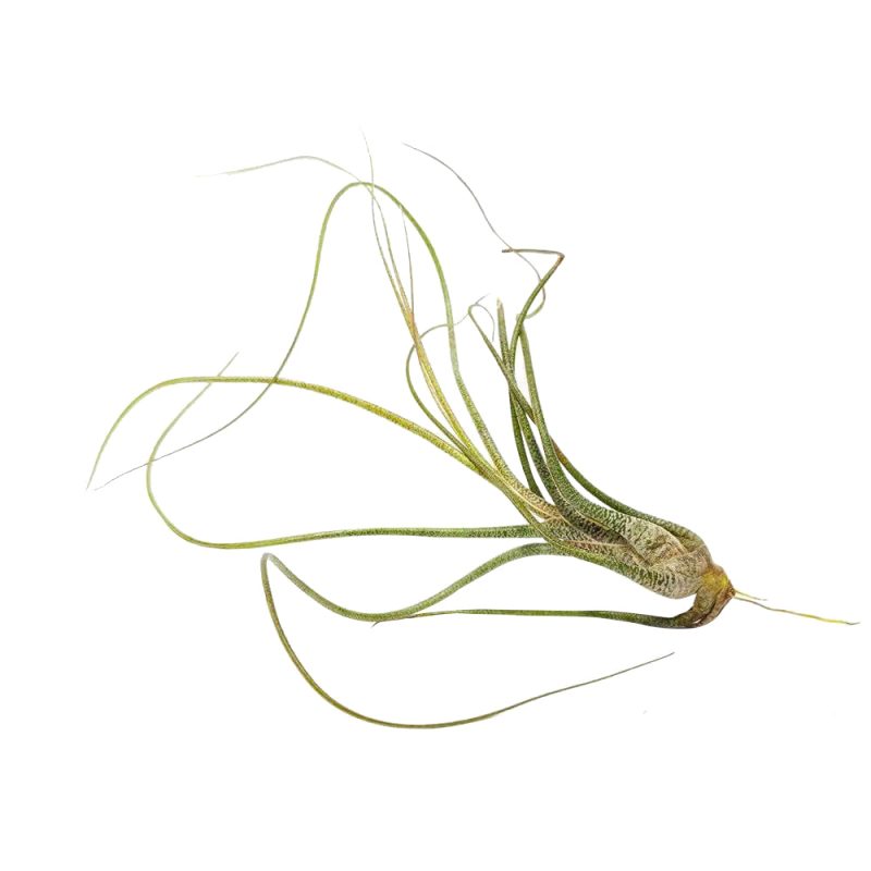 Tillandsia Butzii - Image 3