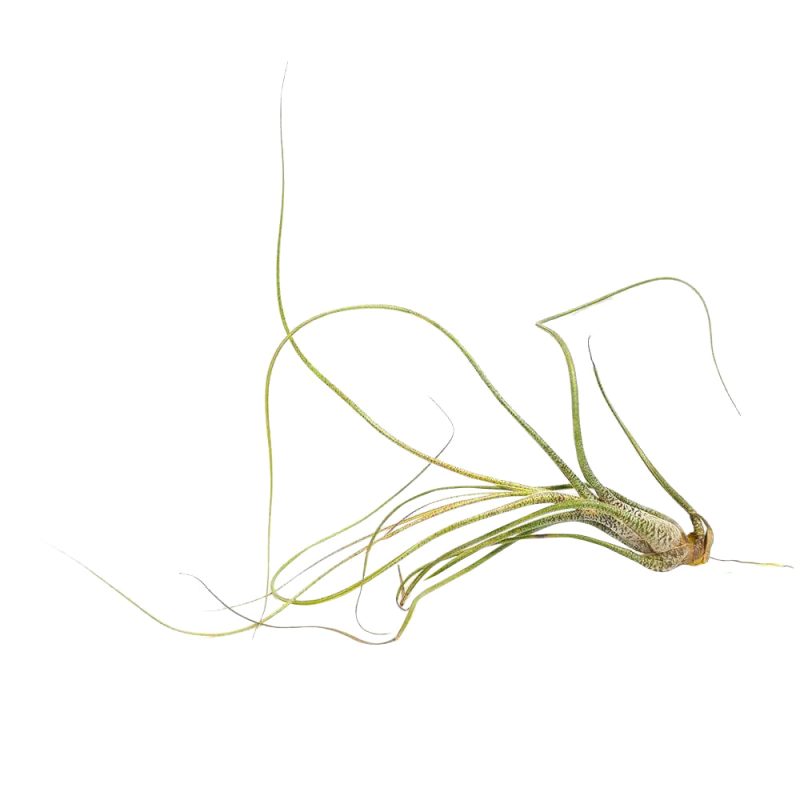Tillandsia Butzii - Image 8
