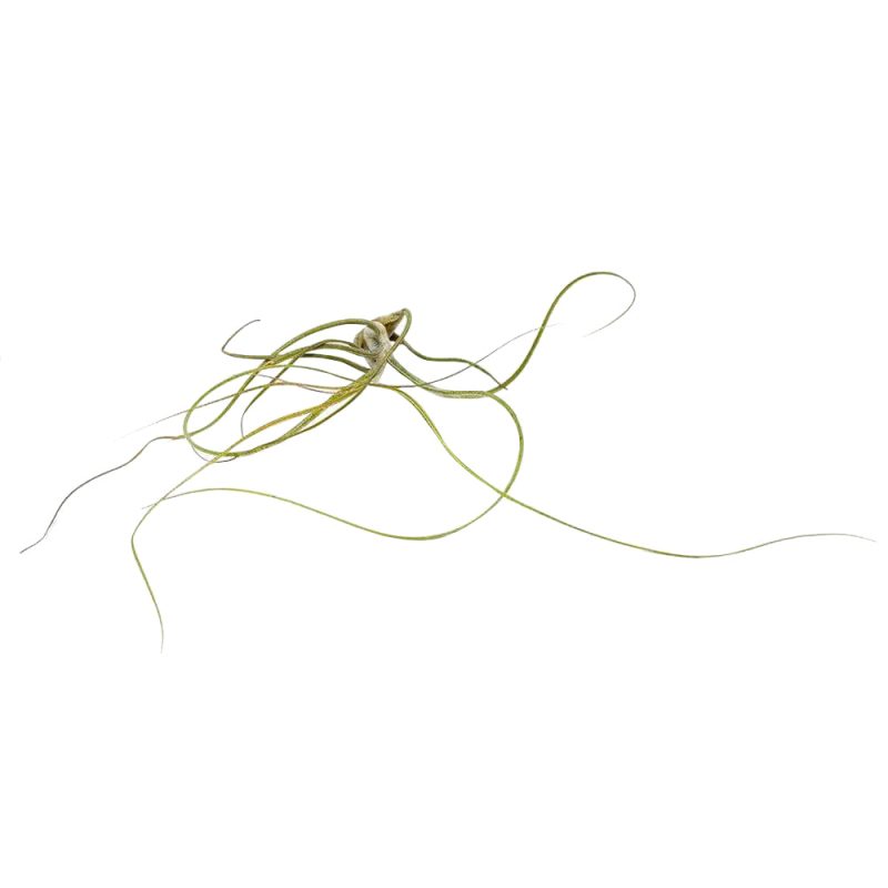 Tillandsia Butzii - Image 7