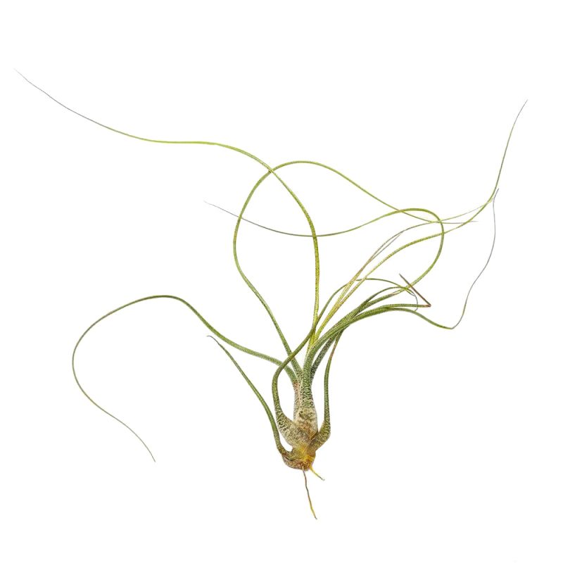 Tillandsia Butzii - Image 4