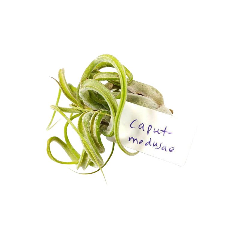 Tillandsia Caput Medusae - Image 5