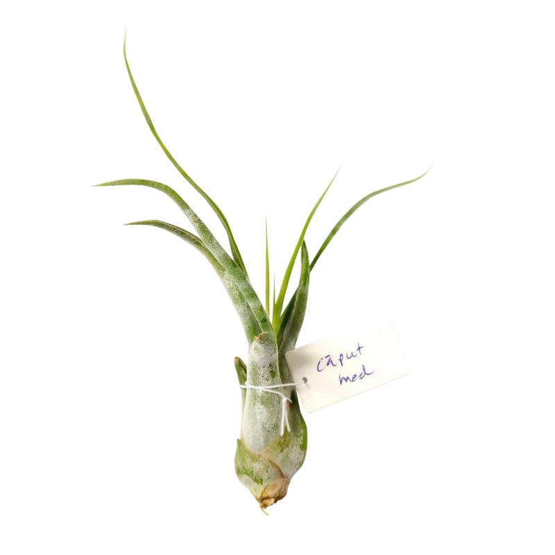 Tillandsia Caput Medusae - Image 4