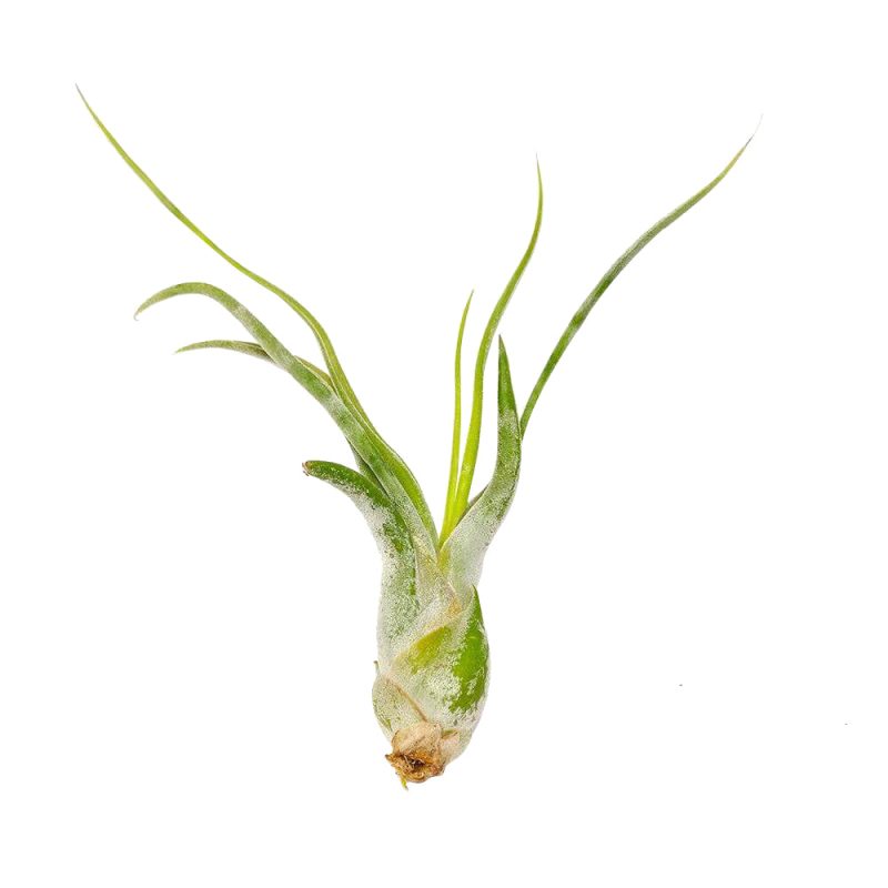 Tillandsia Caput Medusae - Image 3