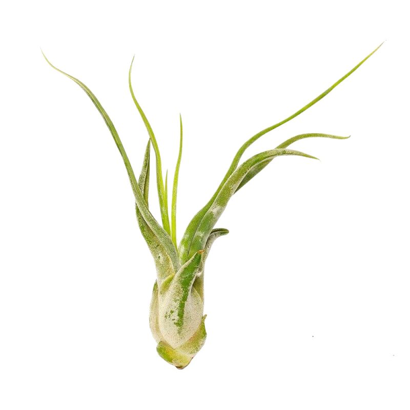 Tillandsia Caput Medusae - Image 2