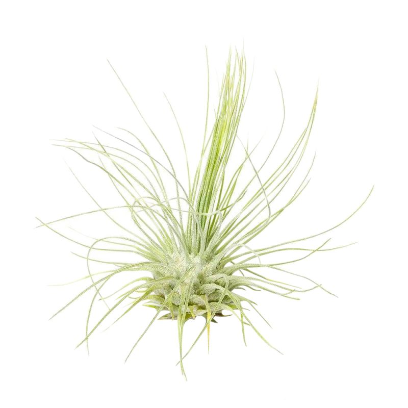 Tillandsia Fuchsii - Image 3