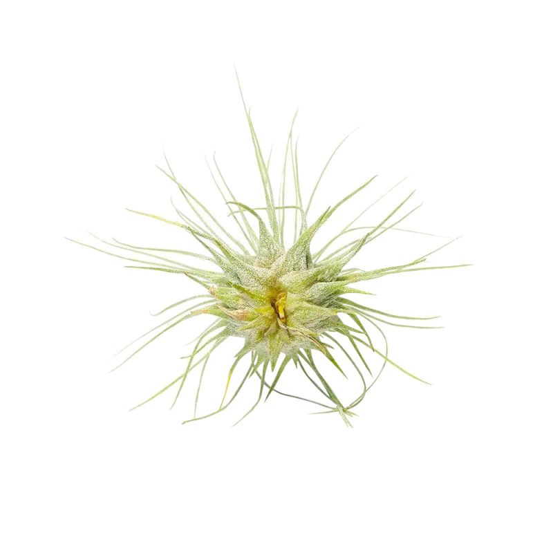Tillandsia Fuchsii - Image 4