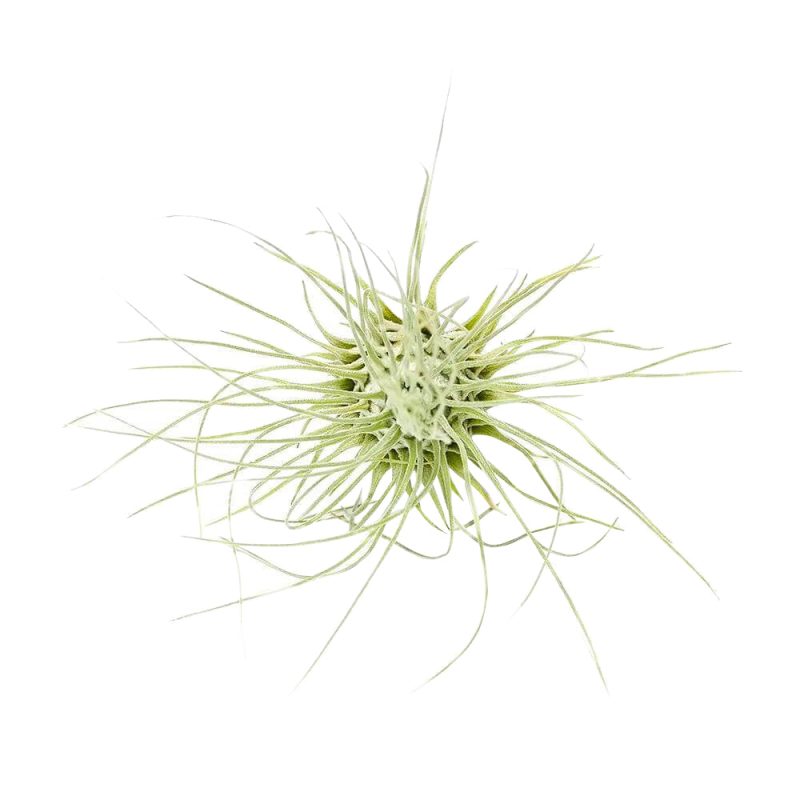 Tillandsia Fuchsii - Image 2