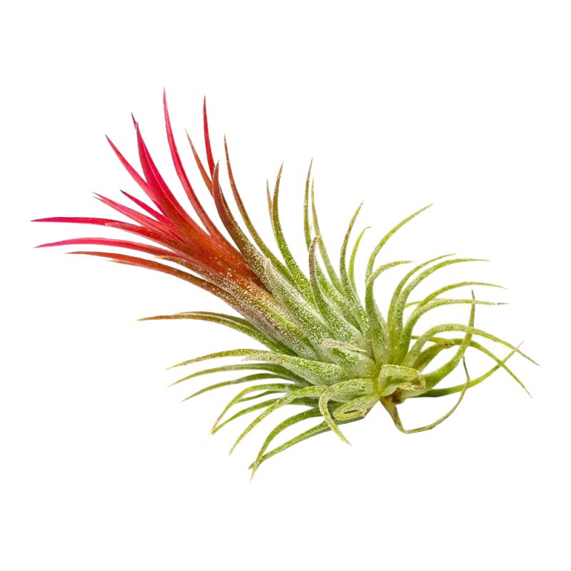 Tillandsia Ionantha Fuego - Image 3
