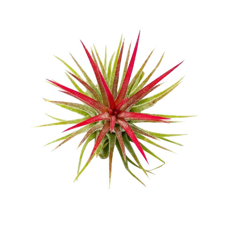 Tillandsia Ionantha Fuego - Image 7