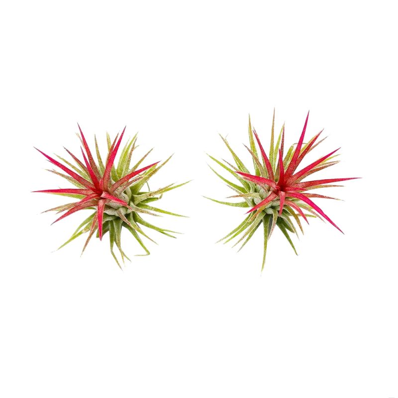 Tillandsia Ionantha Fuego - Image 8