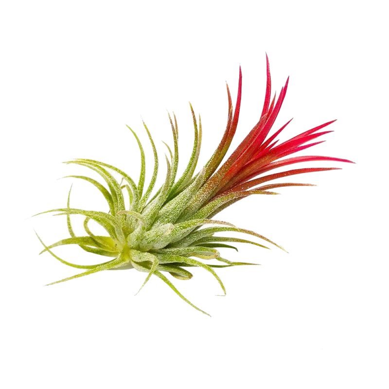 Tillandsia Ionantha Fuego - Image 6
