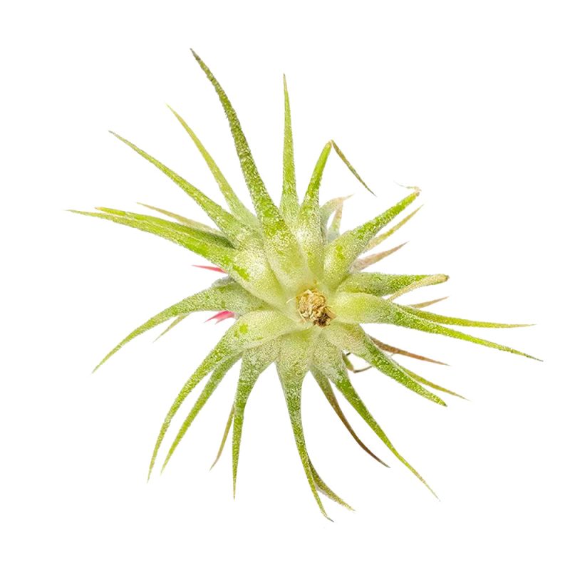 Tillandsia Ionantha Fuego - Image 5