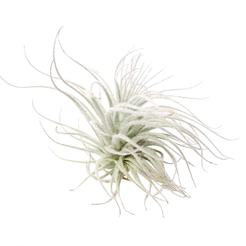 Tillandsia Tectorum Ecuador - Image 3