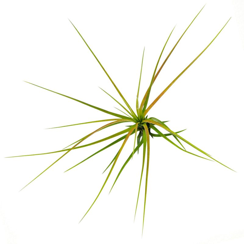Tricolor - Image 3