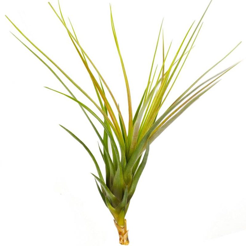 Tricolor - Image 2