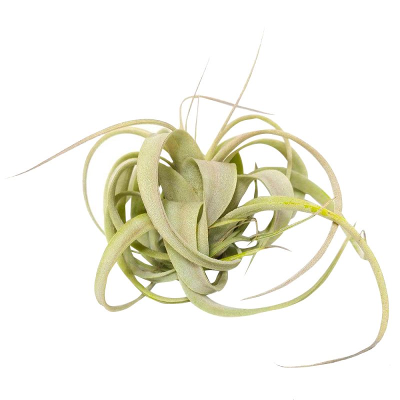 Xerographica - Image 10