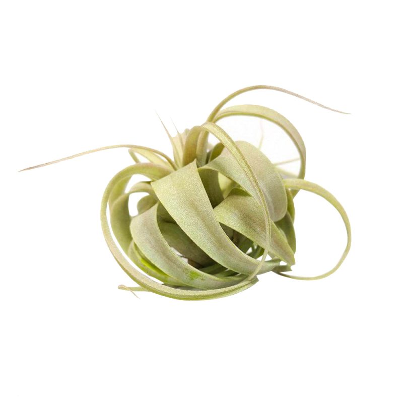 Xerographica - Image 3