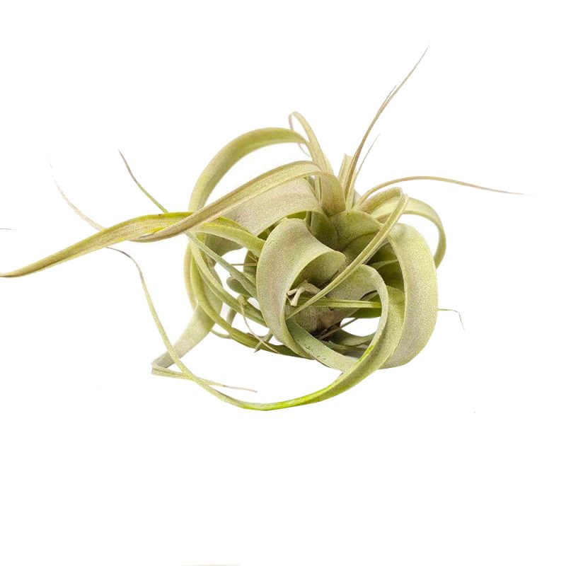 Xerographica - Image 9