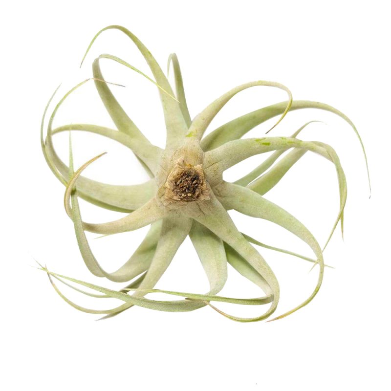 Xerographica - Image 8