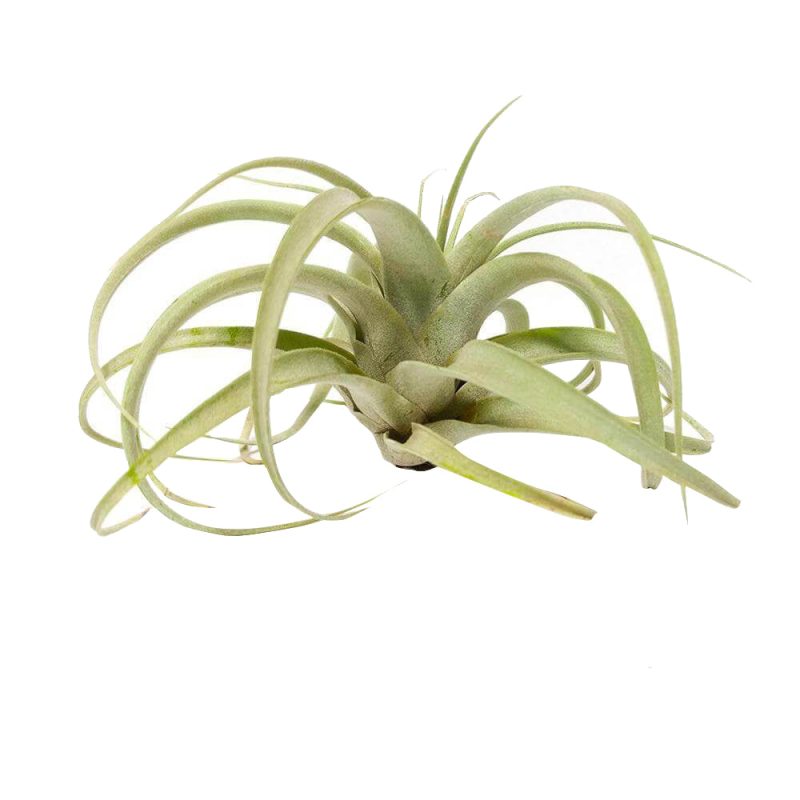 Xerographica - Image 7