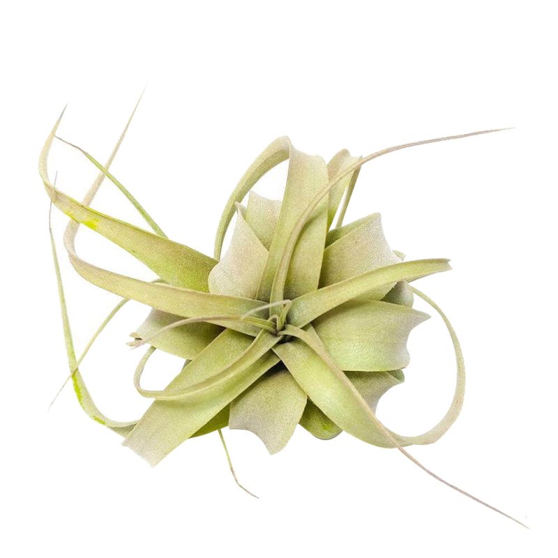 Xerographica - Image 4