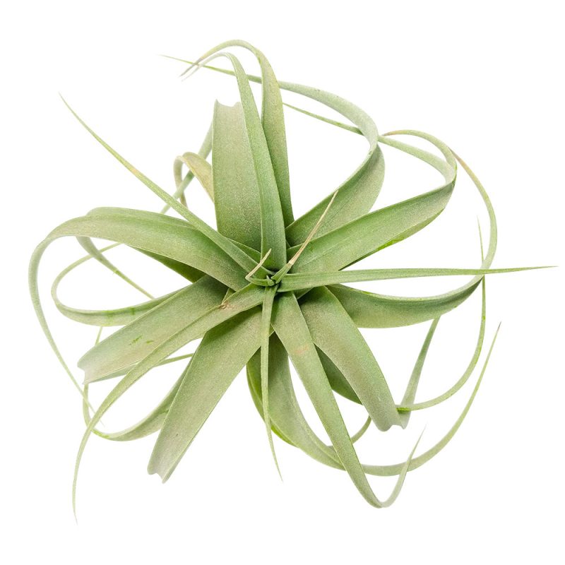 Xerographica - Image 2