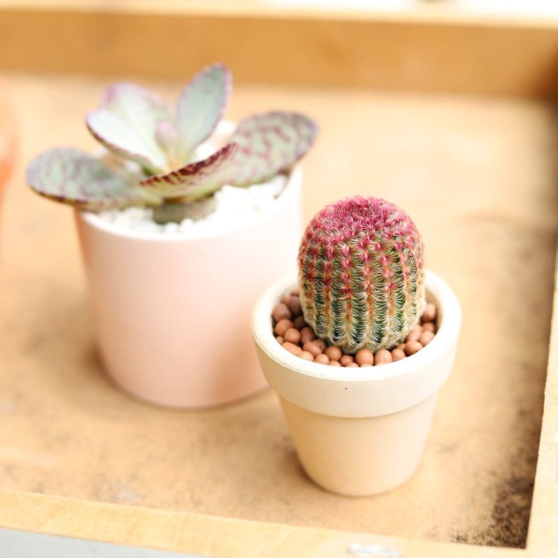 Cactus Pack - Image 7