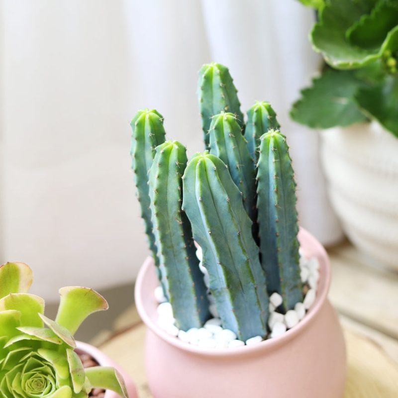 Cactus Pack - Image 8